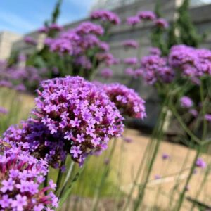 Purple verbena plant symbolizing healing, renewal, and finding balance after loss”