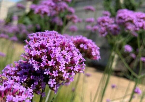 Purple verbena plant symbolizing healing, renewal, and finding balance after loss”